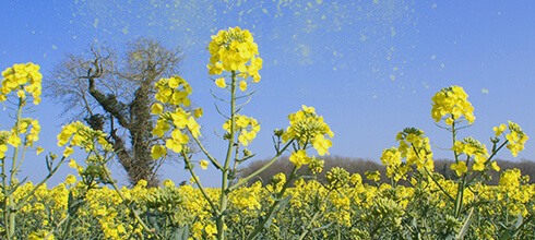 Pollen Allergy Source - Weeds, Plants